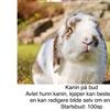 Vara