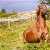 Sequlian